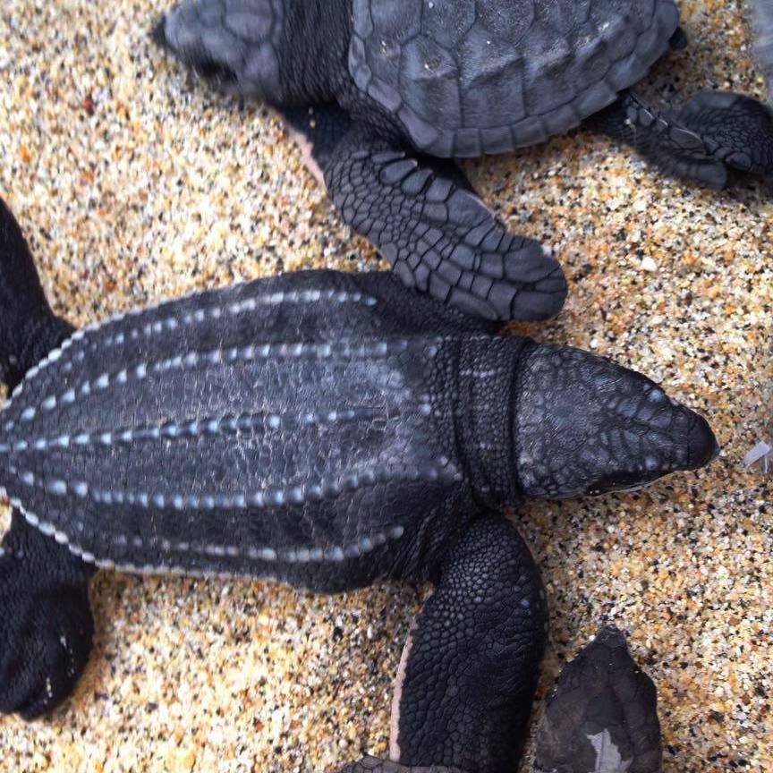 Turtle release