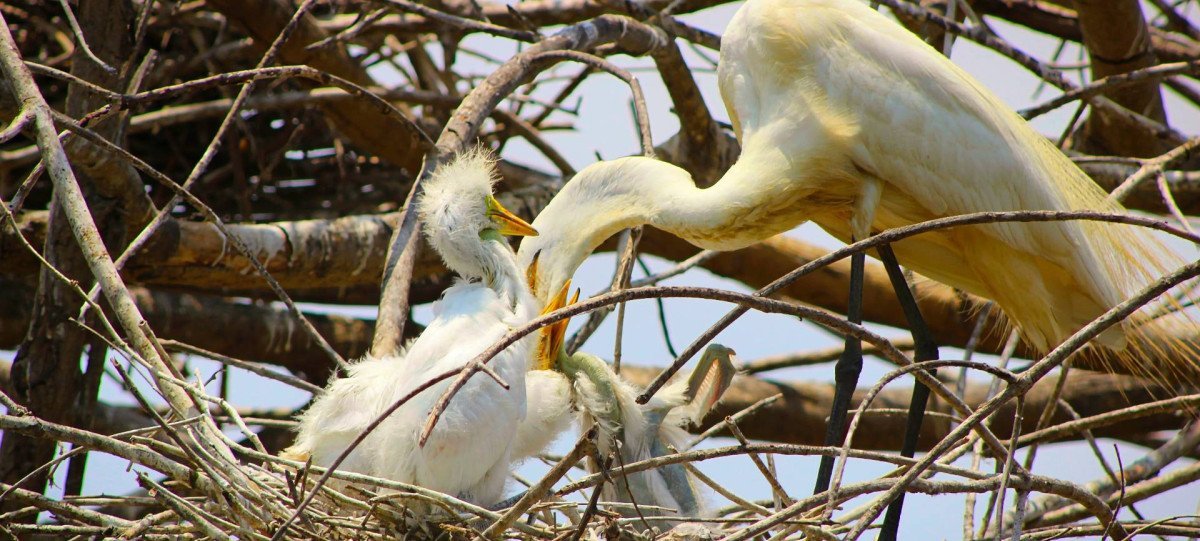 Bird watching