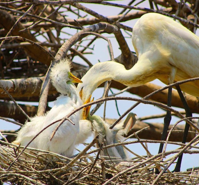 Avistamiento de aves